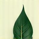 Icono de una hoja o planta, simbolizando el medio ambiente.